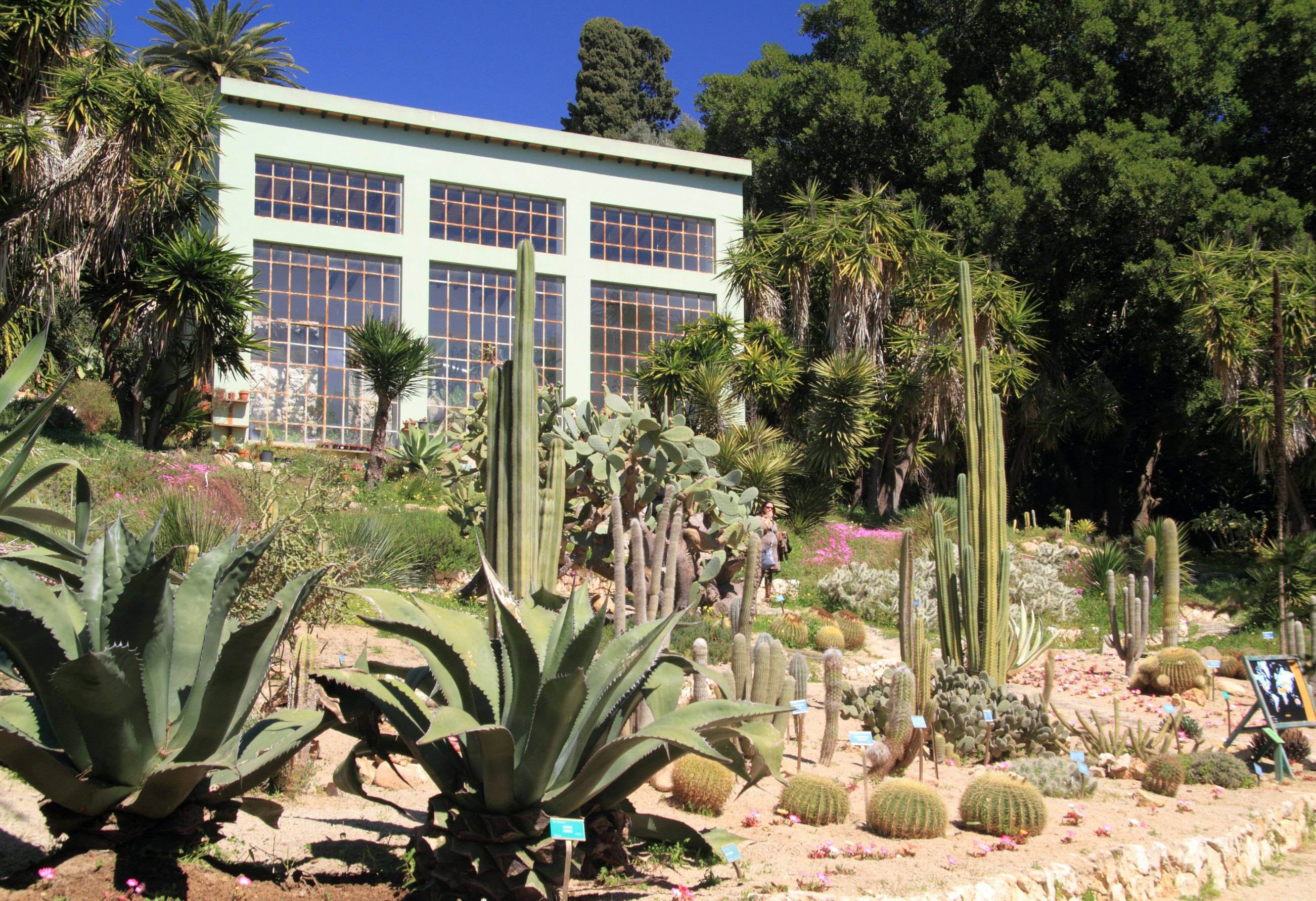 Cacti in Orto Botanico botanical gardens.