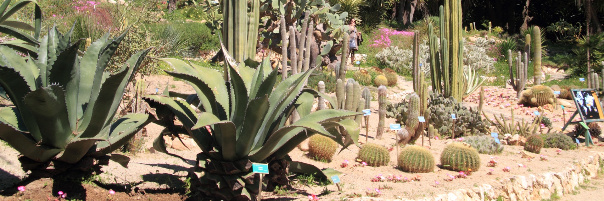 Cacti in Orto Botanico botanical gardens.