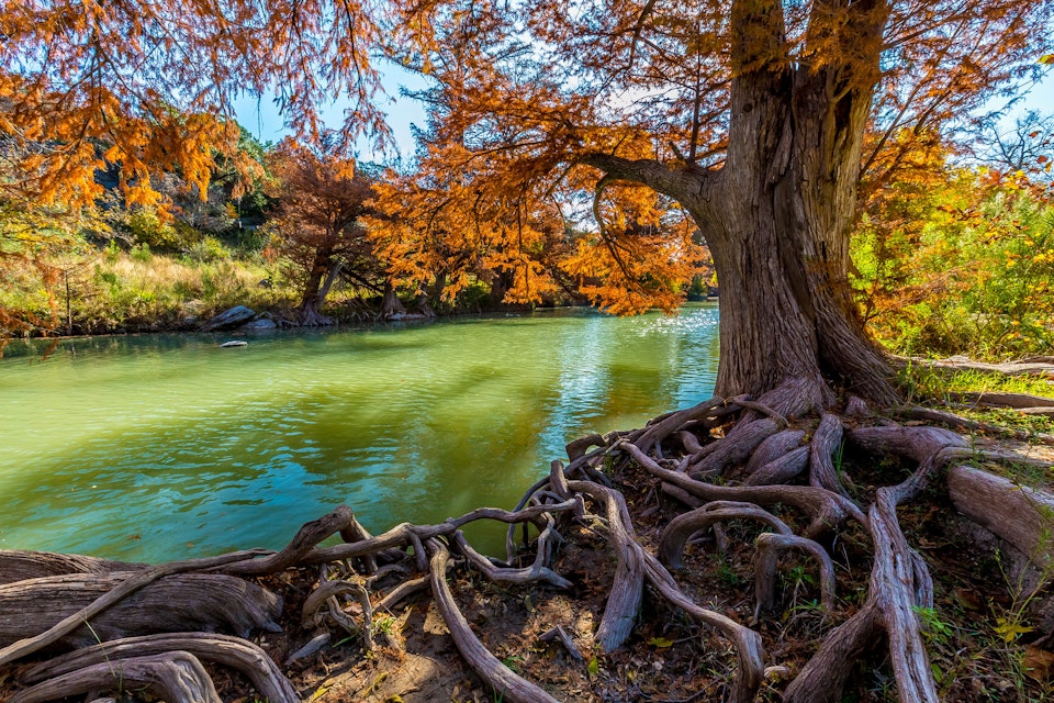 Intricate Intertwined Cypress Tree Roots with Beautiful Fall Foliage on the River at Guadalupe State Park, Texas; Shutterstock ID 168608633; Your name (First / Last): Emma Sparks; GL account no.: 65050; Netsuite department name: Online Editorial; Full Product or Project name including edition: Best_in_the_US_POIs