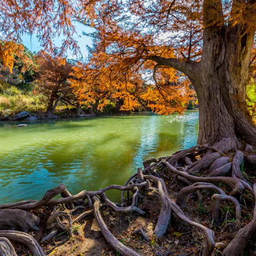 Intricate Intertwined Cypress Tree Roots with Beautiful Fall Foliage on the River at Guadalupe State Park, Texas; Shutterstock ID 168608633; Your name (First / Last): Emma Sparks; GL account no.: 65050; Netsuite department name: Online Editorial; Full Product or Project name including edition: Best_in_the_US_POIs