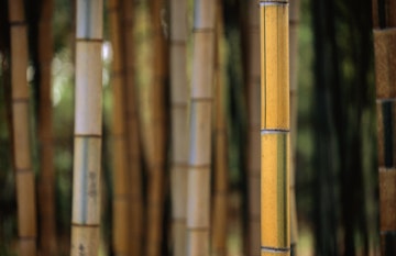 Bamboo in Kyoto Botanical Garden.