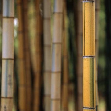 Bamboo in Kyoto Botanical Garden.