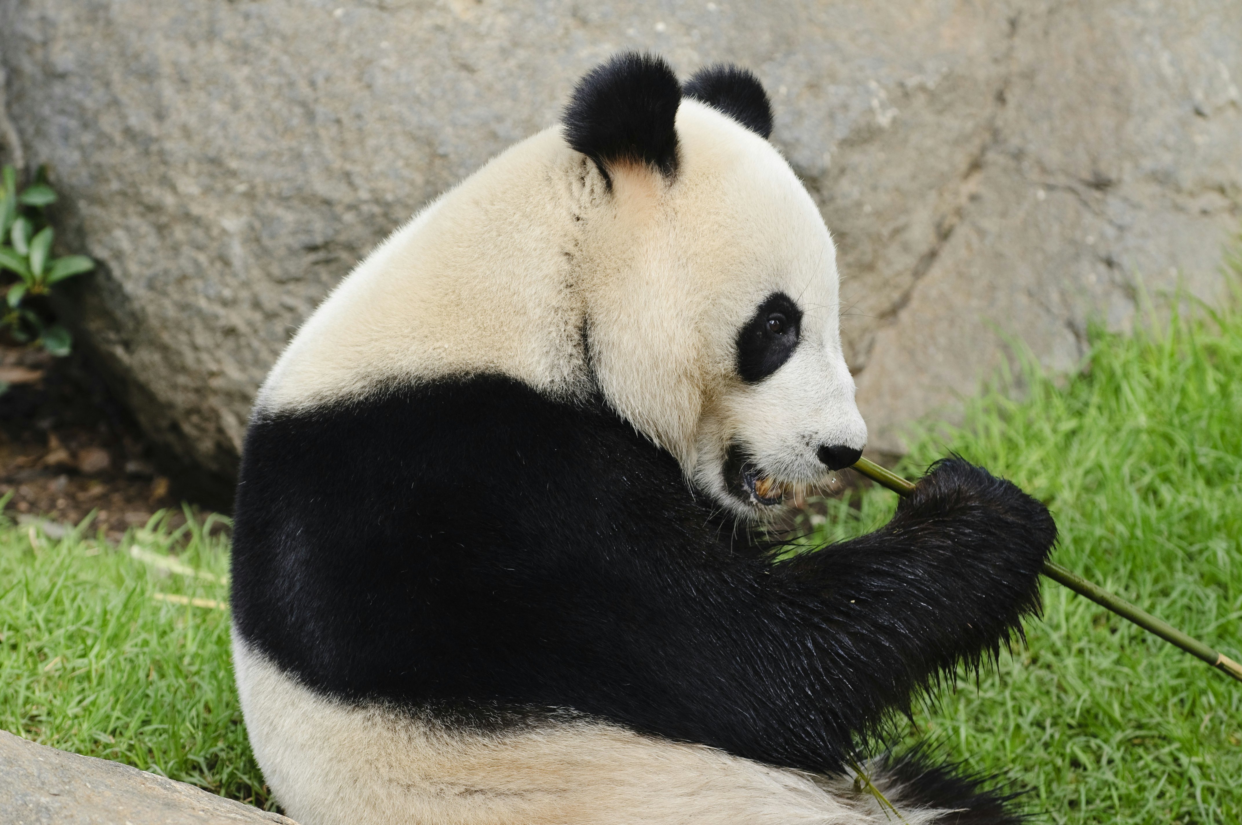 Giant Panda (Wang Wang; male), Adelaide Zoo.