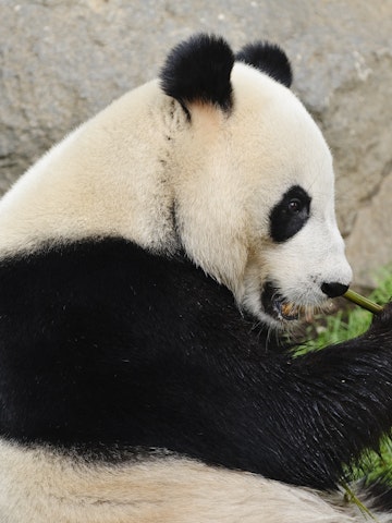 Giant Panda (Wang Wang; male), Adelaide Zoo.