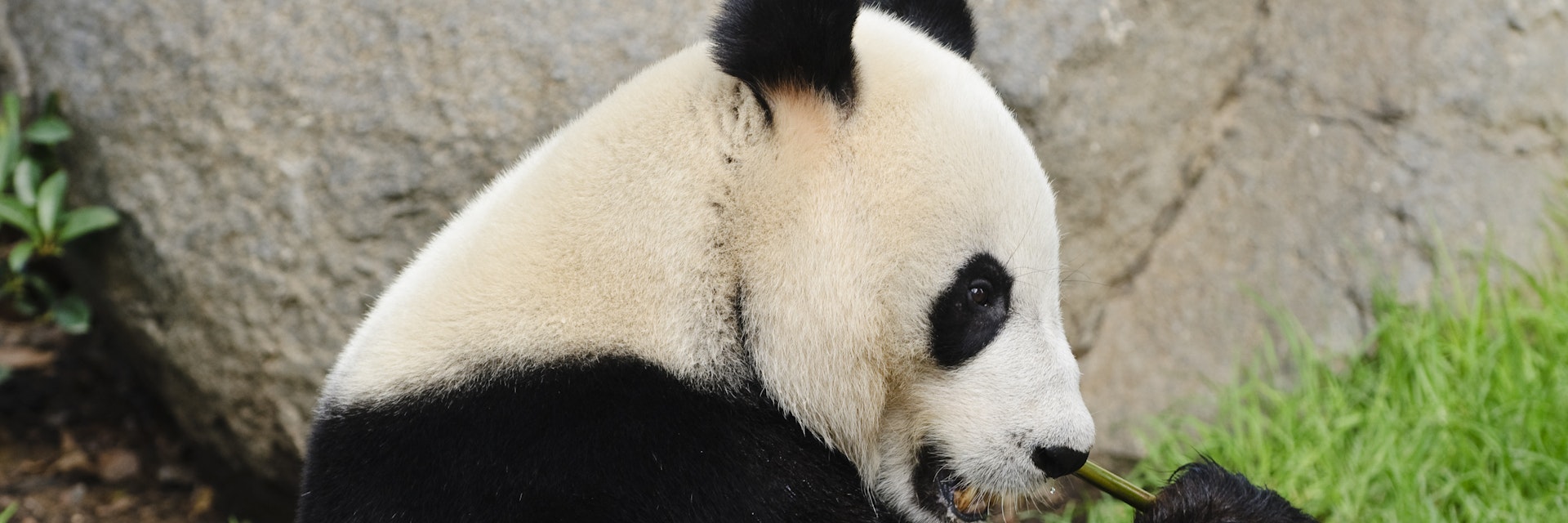 Giant Panda (Wang Wang; male), Adelaide Zoo.