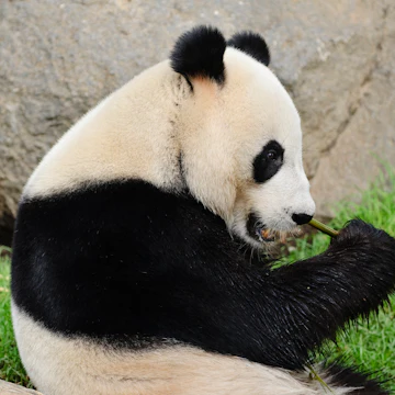 Giant Panda (Wang Wang; male), Adelaide Zoo.