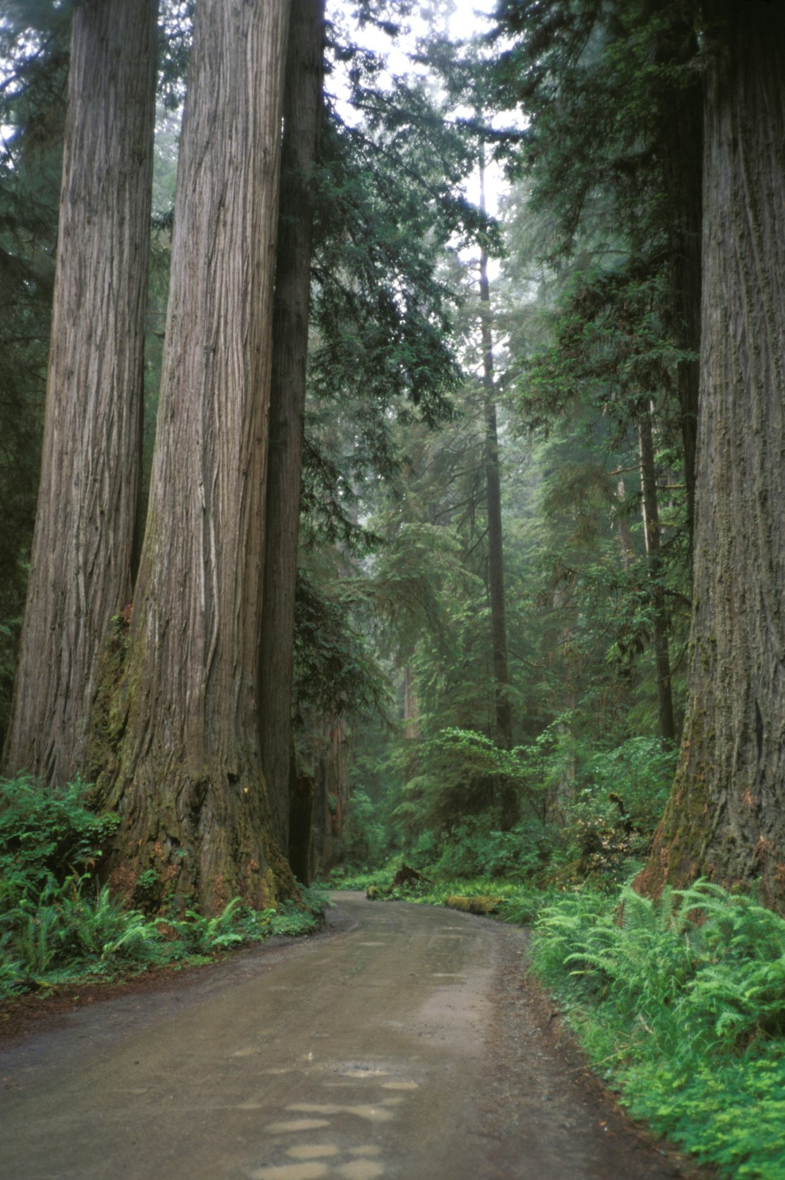California, Jedediah Smith Redwoods State Park. (Photo by Education Images/UIG via Getty Images)