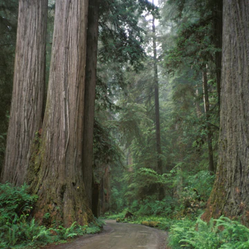 California, Jedediah Smith Redwoods State Park. (Photo by Education Images/UIG via Getty Images)
