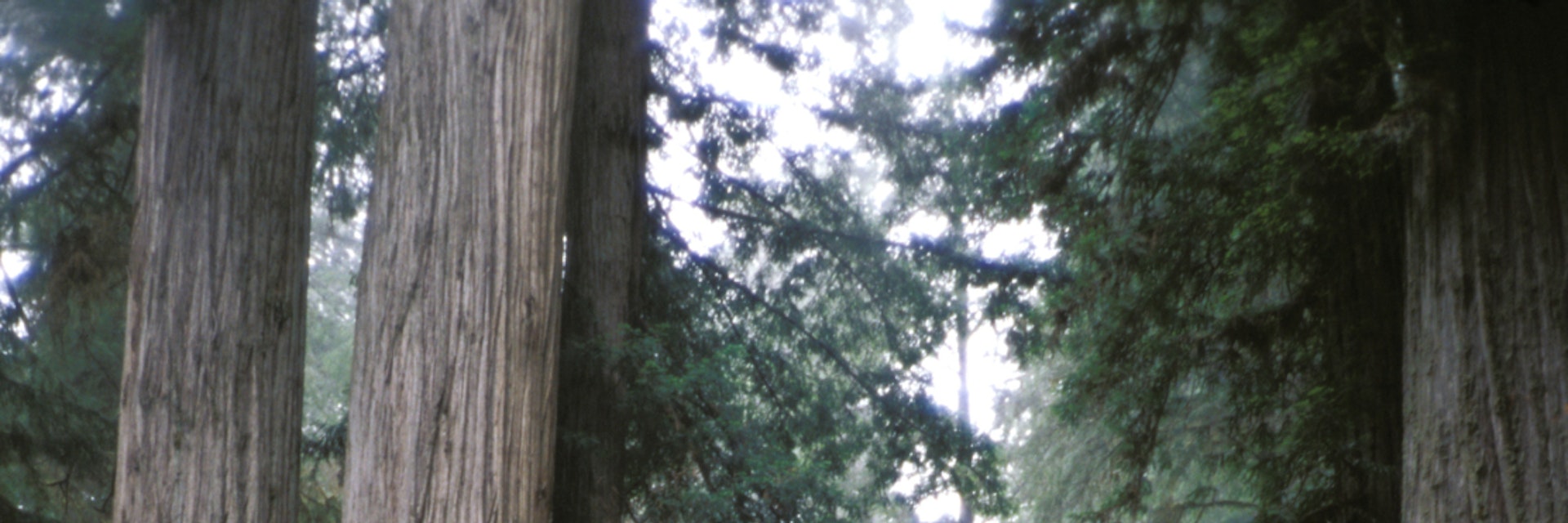 California, Jedediah Smith Redwoods State Park. (Photo by Education Images/UIG via Getty Images)