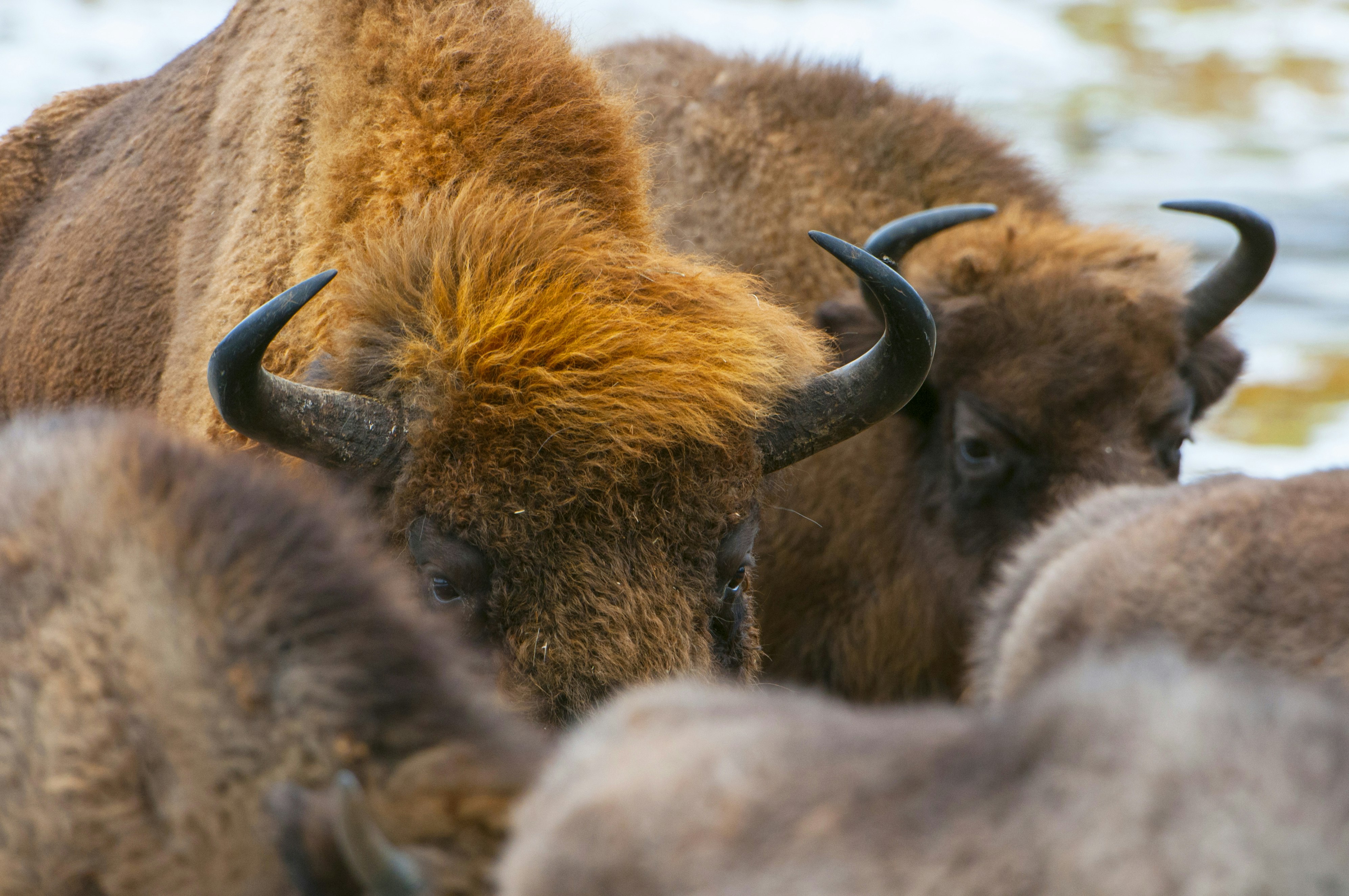European bison, wisent (Bison bonasus), herd in forest, Bialowieza Forest National Park, Poland.
