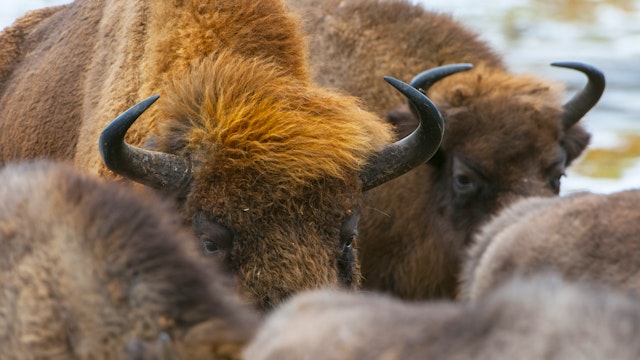 European bison, wisent (Bison bonasus), herd in forest, Bialowieza Forest National Park, Poland.