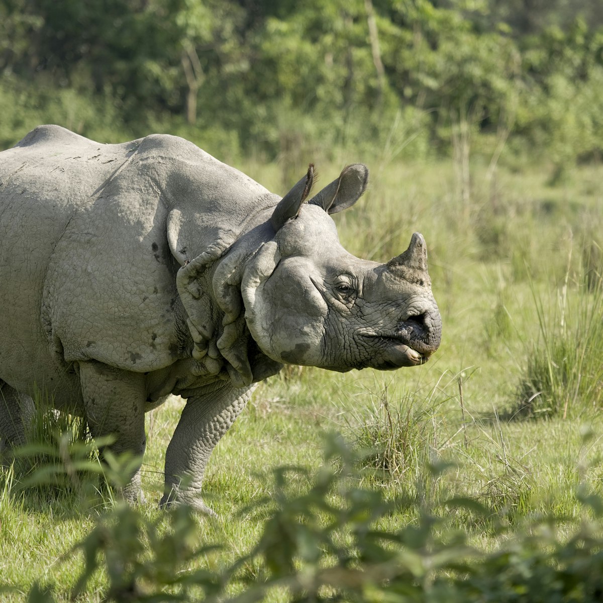 Indian Rhino bull