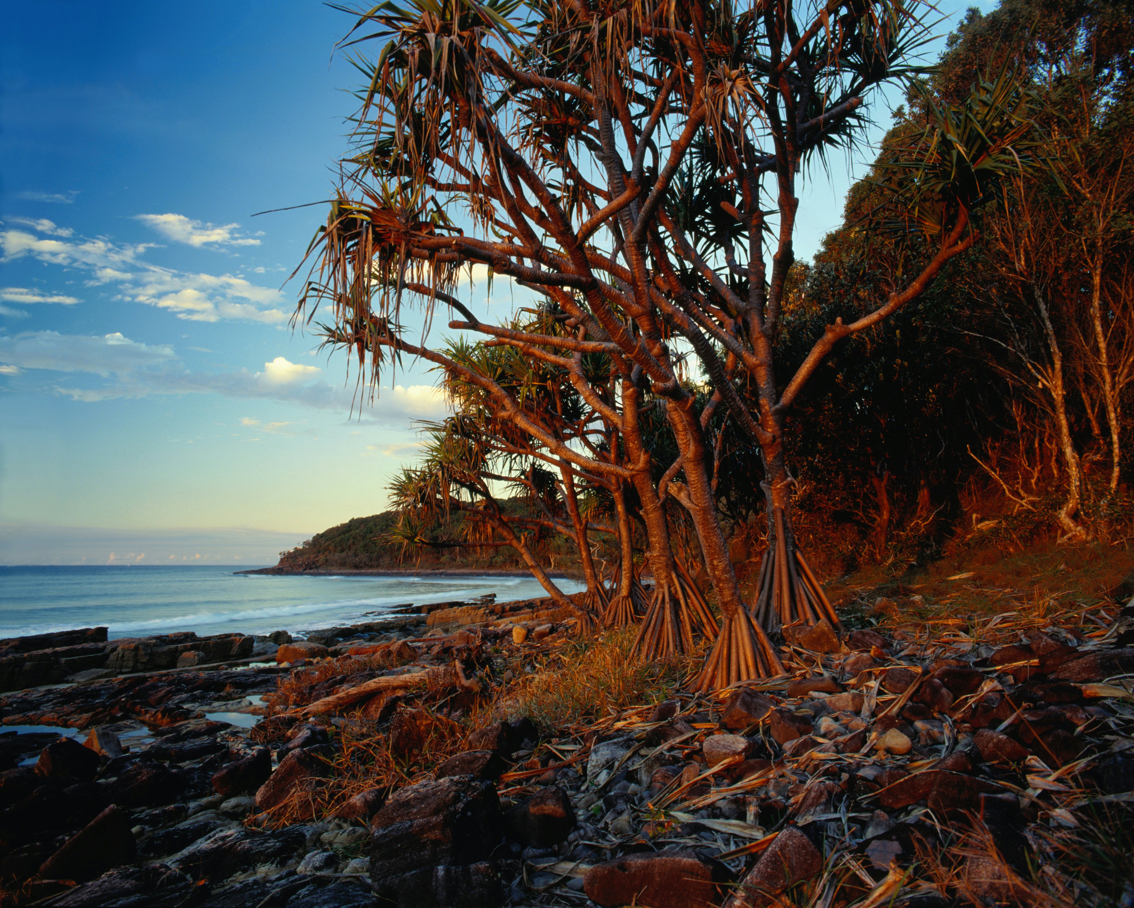 Pandanus palms creep almost to the shore at Noosa National Park.