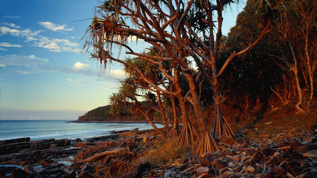 Pandanus palms creep almost to the shore at Noosa National Park.
