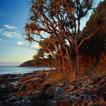 Pandanus palms creep almost to the shore at Noosa National Park.