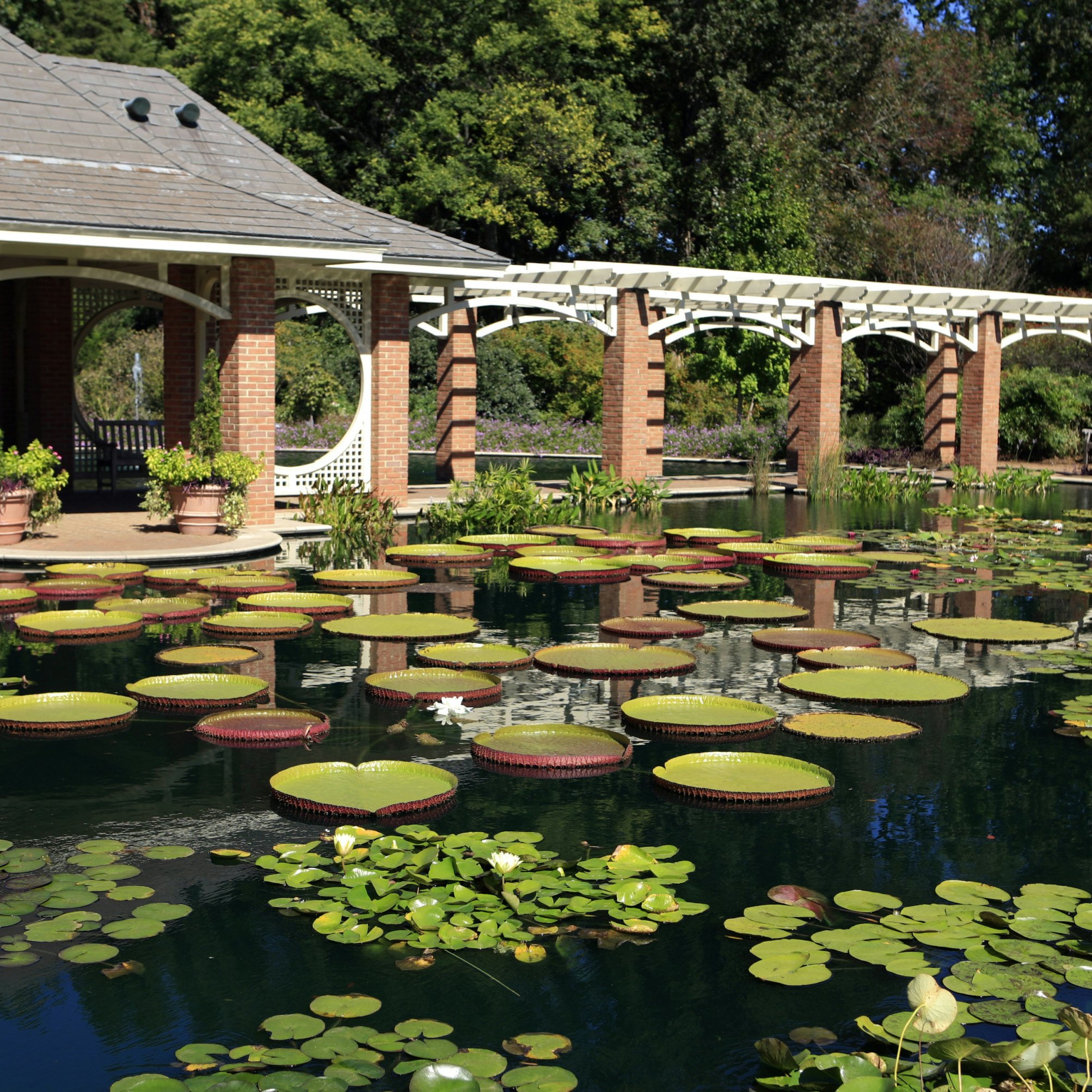 Water Garden at the Huntsville Alabama Botanical Gardens
