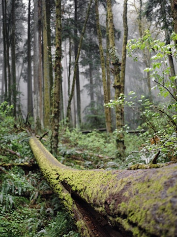 Fallen Tree In Lush Forest
