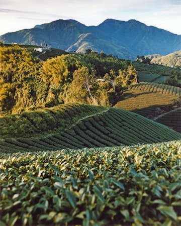 Sun rising at tea plantation.