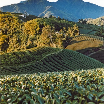 Sun rising at tea plantation.