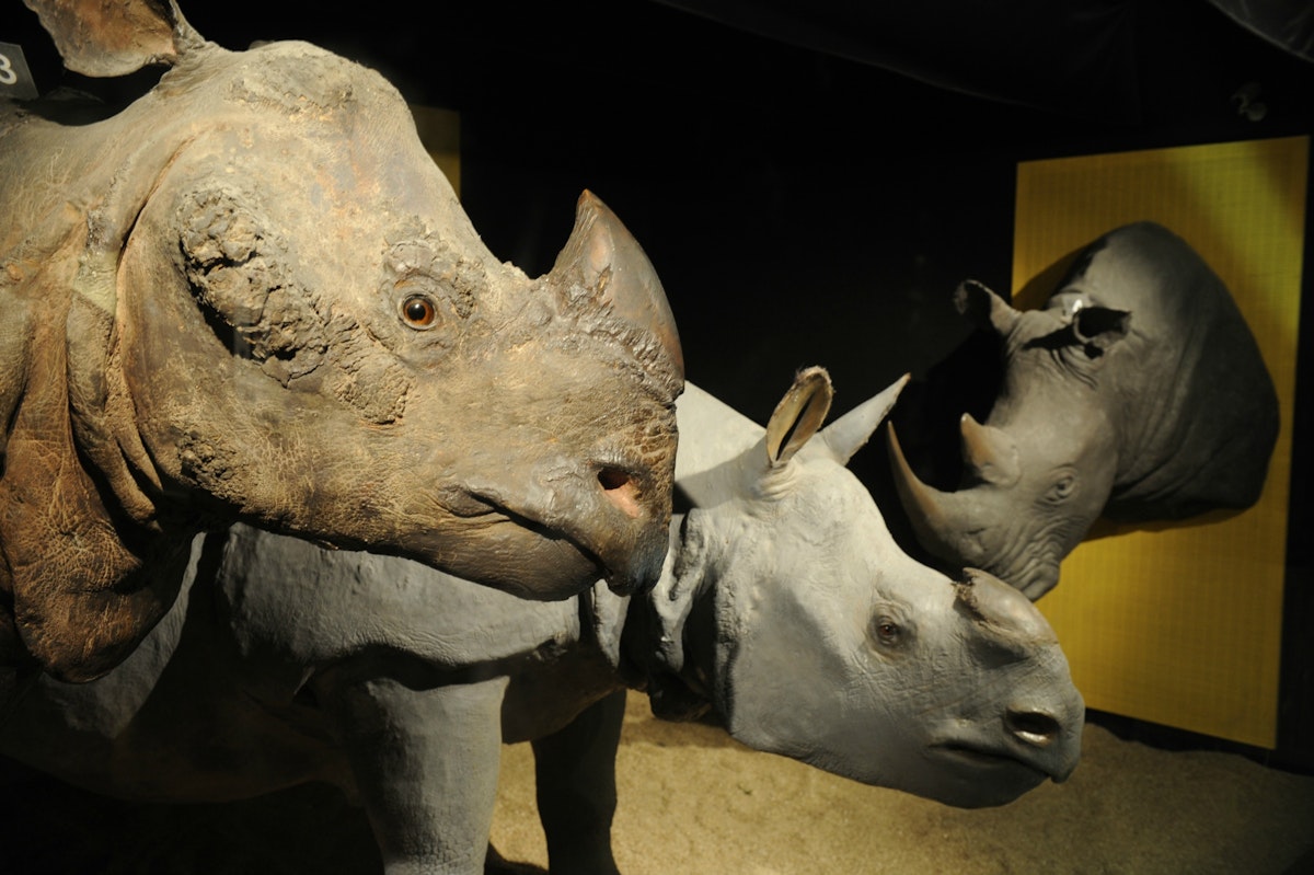 TO GO WITH AFP STORY BY Laurent Thomet.A picture taken on July 28, 2011 shows stuffed rhinoceros at the Brussels Royal Institute for Natural Sciences Museum. It was a daring daytime robbery at the natural science museum. The two thieves snuck into the rhino gallery and ripped a stuffed head off the wall. They carried it to a restroom, opened a window, and dropped the 30-kilo trophy two-stories down to an accomplice waiting in a van. The museum had never been robbed until the July heist, when it became the latest of a rising number of science museums in Europe targetted by thieves for rhino horns, which can fetch tens of thousands of euros on the black market.  AFP PHOTO / GEORGES GOBET (Photo credit should read GEORGES GOBET/AFP/Getty Images)