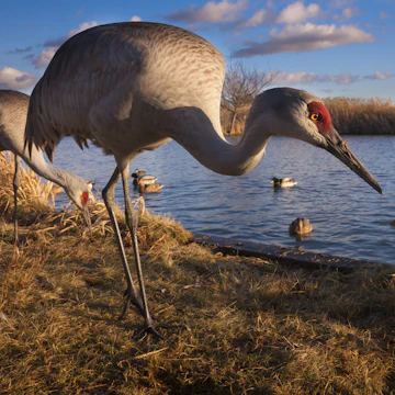 Sandhill cranes (Grus Canadensis) and mallard ducks (Anas Platyrhynchos), George C Reifel Migratory Bird Sanctuary, British Columbia, Canada