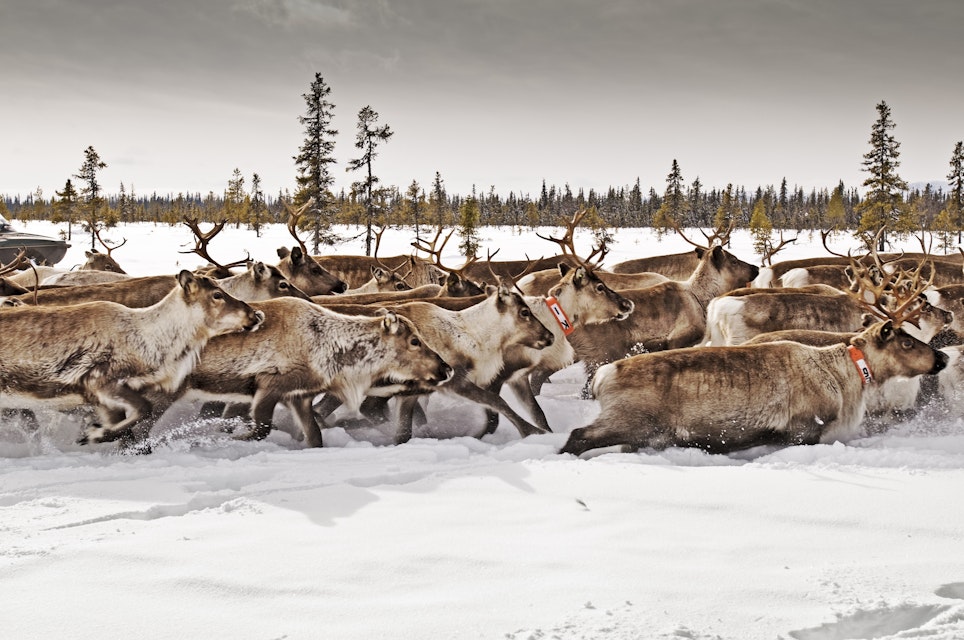 Herd of reindeer galloping through snow covered terrain.
