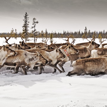 Herd of reindeer galloping through snow covered terrain.