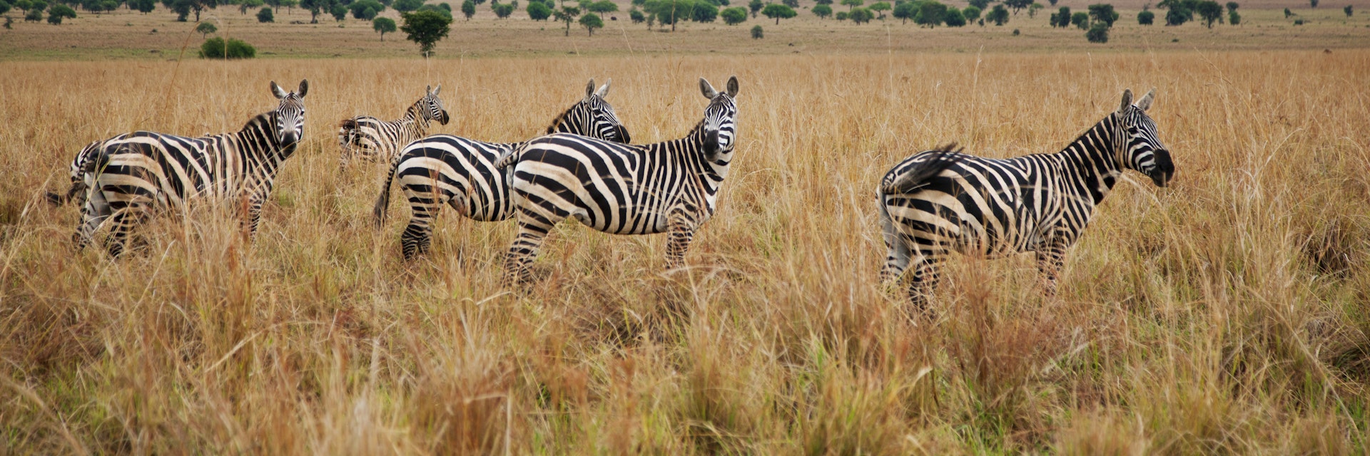 Burchell s zebra in Kidepo National Park, a park set in a semi arid wilderness of spectacular beauty in the far north of Uganda, bordering Southern Sudan.