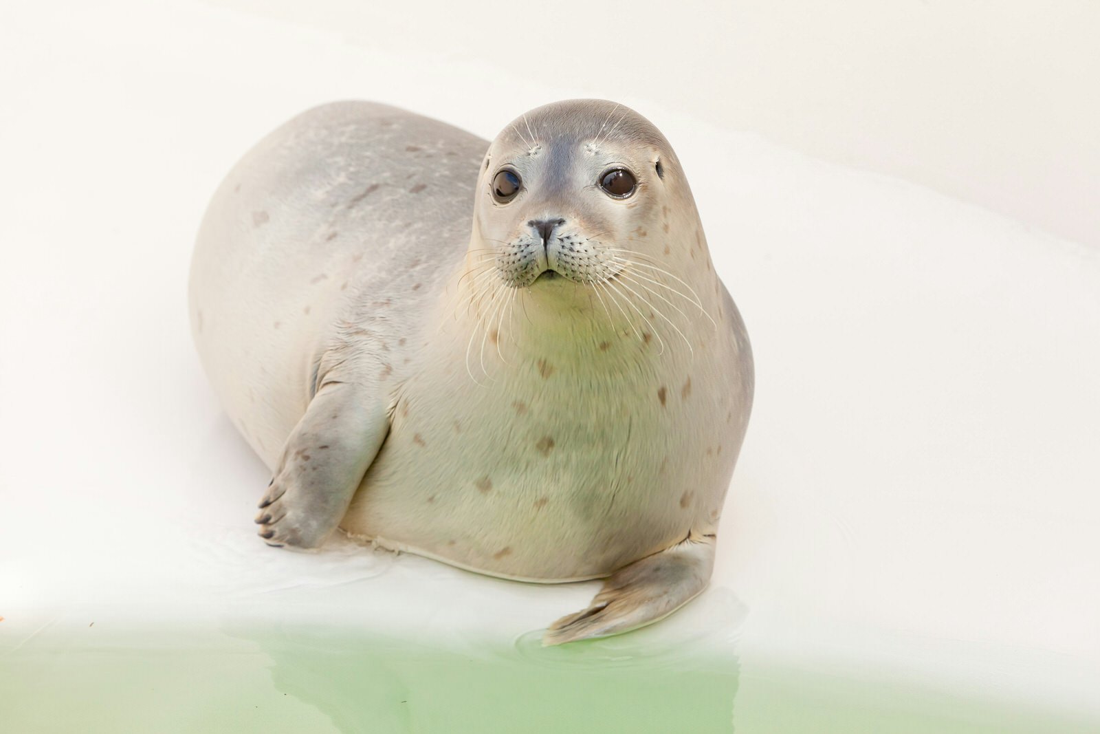 Cute young seal in basin. Resting and warming in the sun on the edge of the pool. Texel. Wadden island. Ecomare. The Netherlands.; Shutterstock ID 114575428; Your name (First / Last): Emma Sparks; GL account no.: 65050; Netsuite department name: Online Editorial; Full Product or Project name including edition: Best in Europe POI updates