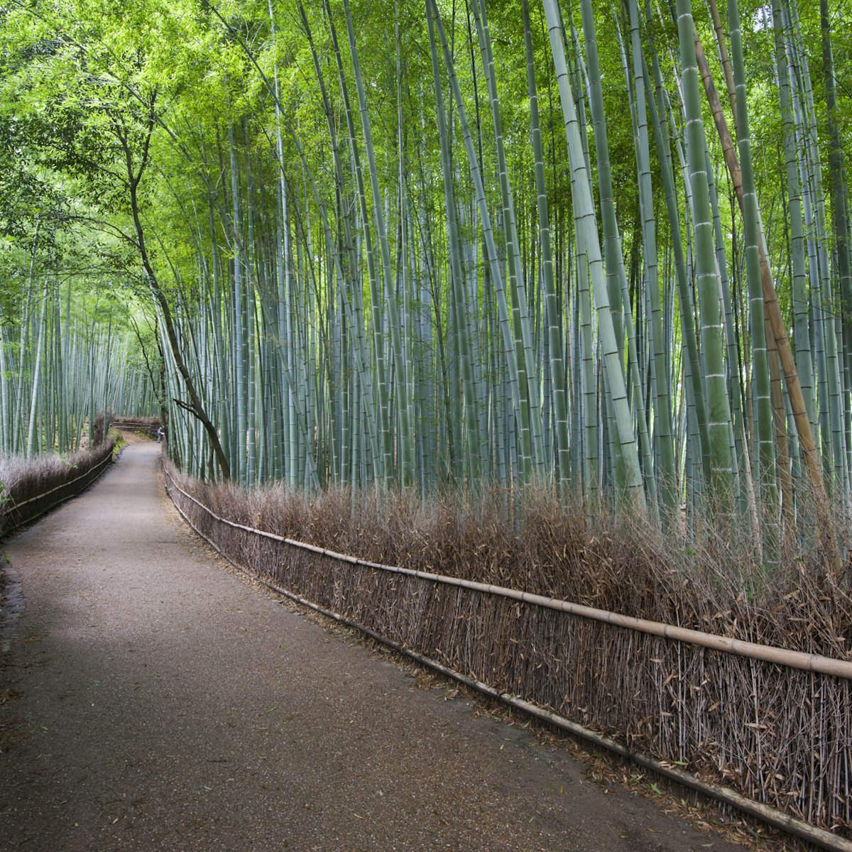Path through bamboo forest