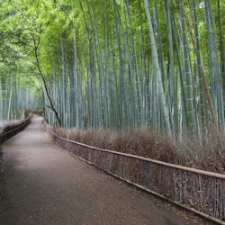 Path through bamboo forest