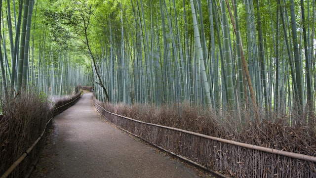 Path through bamboo forest