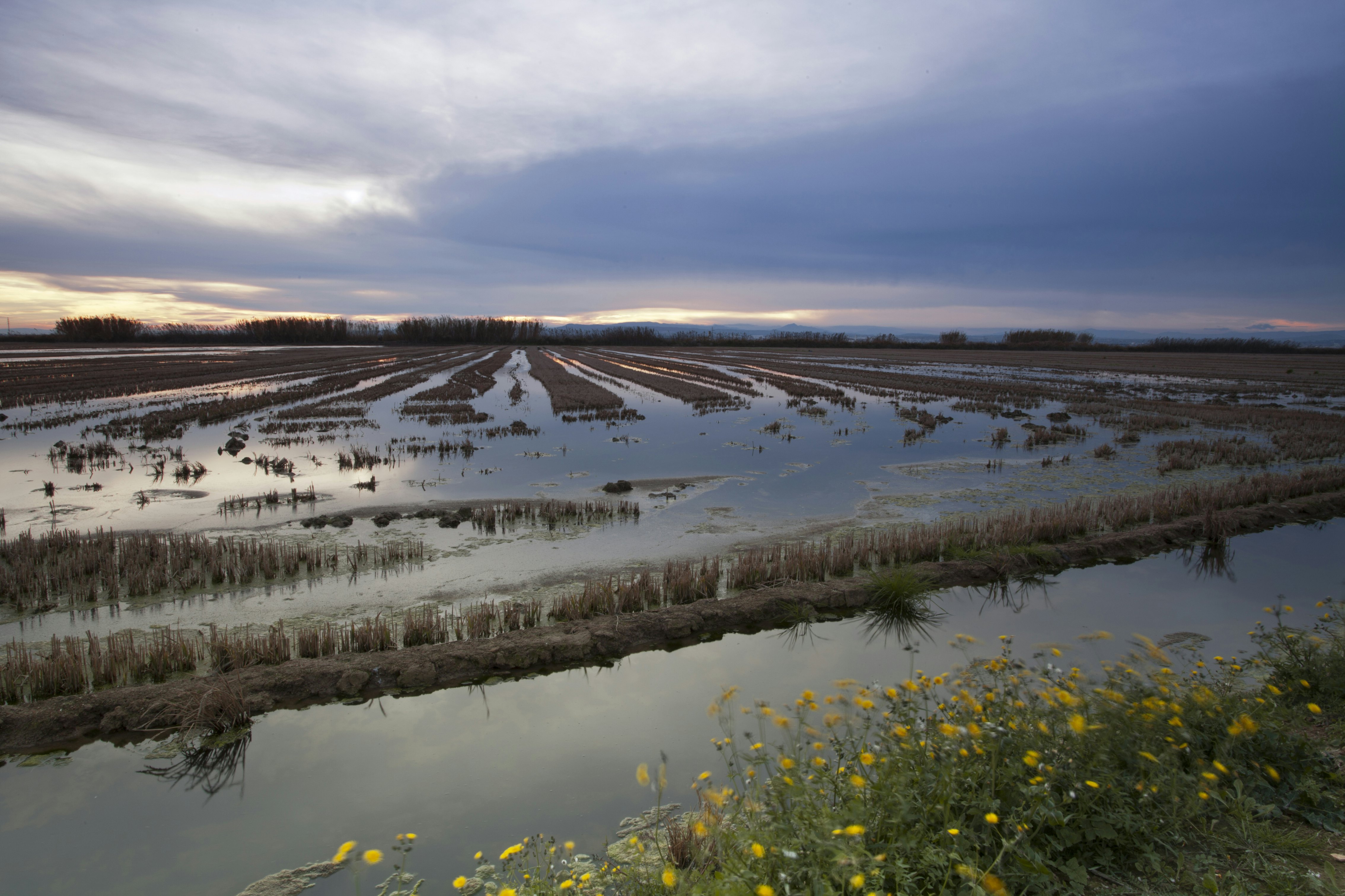 Water field natural park of Albufera