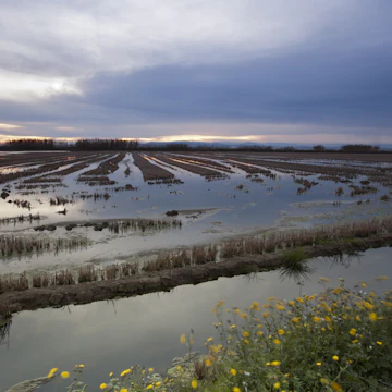 Water field natural park of Albufera