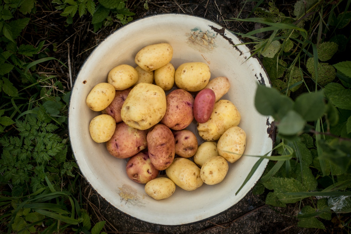 500px Photo ID: 107110067 - Fresh potatoes! Out of the ground into my mouth ;)