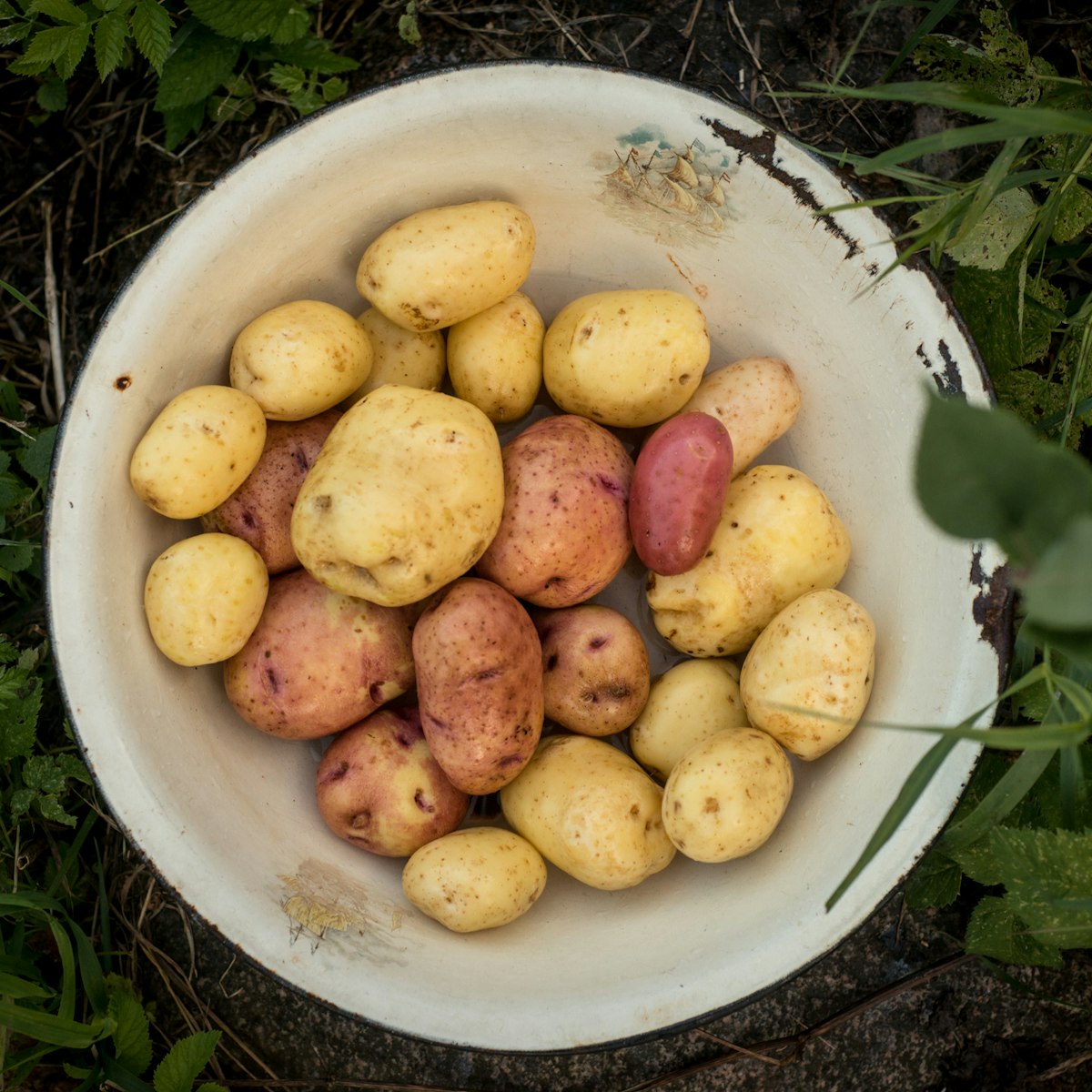500px Photo ID: 107110067 - Fresh potatoes! Out of the ground into my mouth ;)