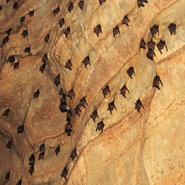 Cave Kao Ma Kaew Cave, Koh Lanta Iceland, Thailand; Shutterstock ID 365713283; Your name (First / Last): Josh Vogel; GL account no.: 56530; Netsuite department name: Online Design; Full Product or Project name including edition: Digital Content/Sights