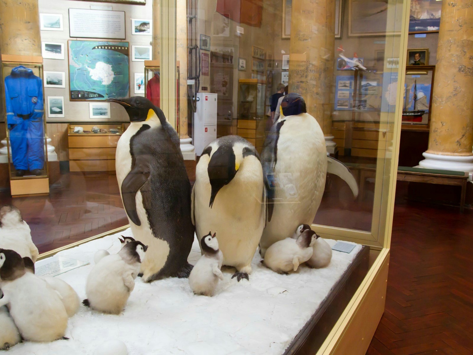 Image of Museum of the Arctic & Antarctic