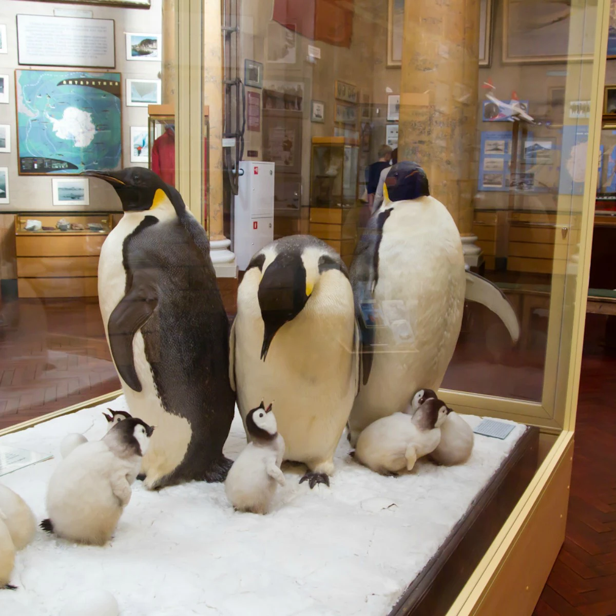 Image of Museum of the Arctic & Antarctic