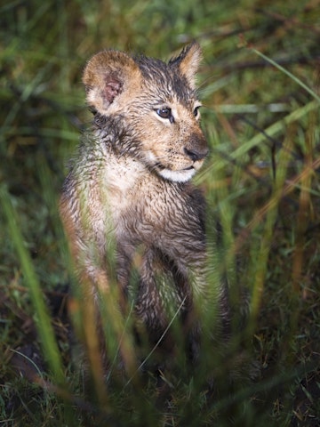 Wet Lion cub (Panthera Leo) in Okavango swamp, Chiefs Island, Moremi National Park, Botswana