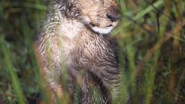 Wet Lion cub (Panthera Leo) in Okavango swamp, Chiefs Island, Moremi National Park, Botswana