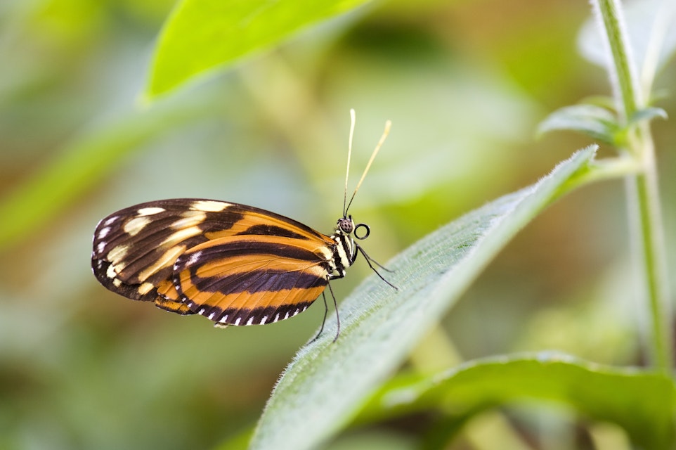 Costa Rica, Puntarenas province, Monteverde, Butterfly Garden