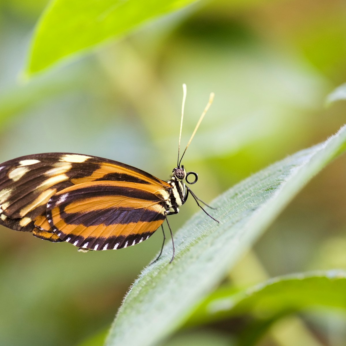 Costa Rica, Puntarenas province, Monteverde, Butterfly Garden