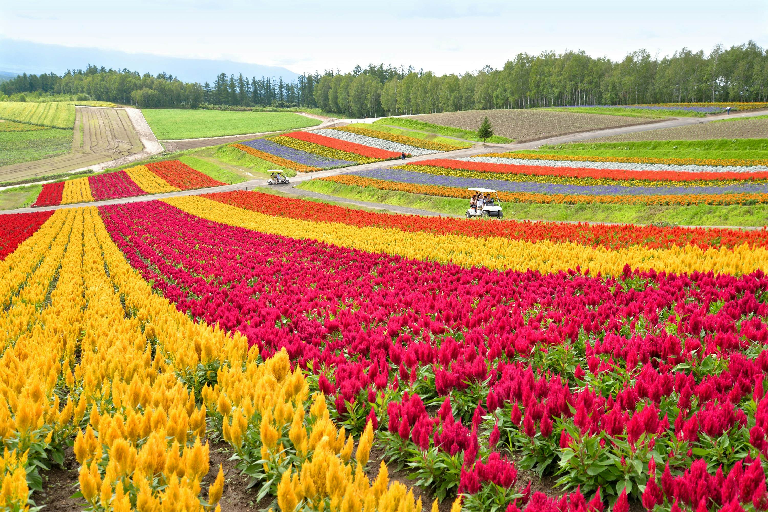 Hokkaidō travel | Japan - Lonely Planet