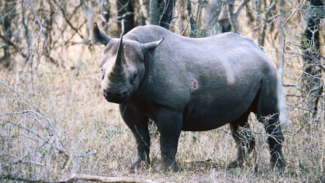 Black rhino, Mkhaya Game Reserve, Swaziland
