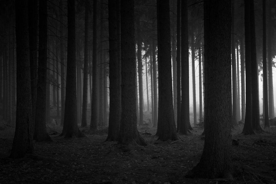 Eifel Forest, Germany