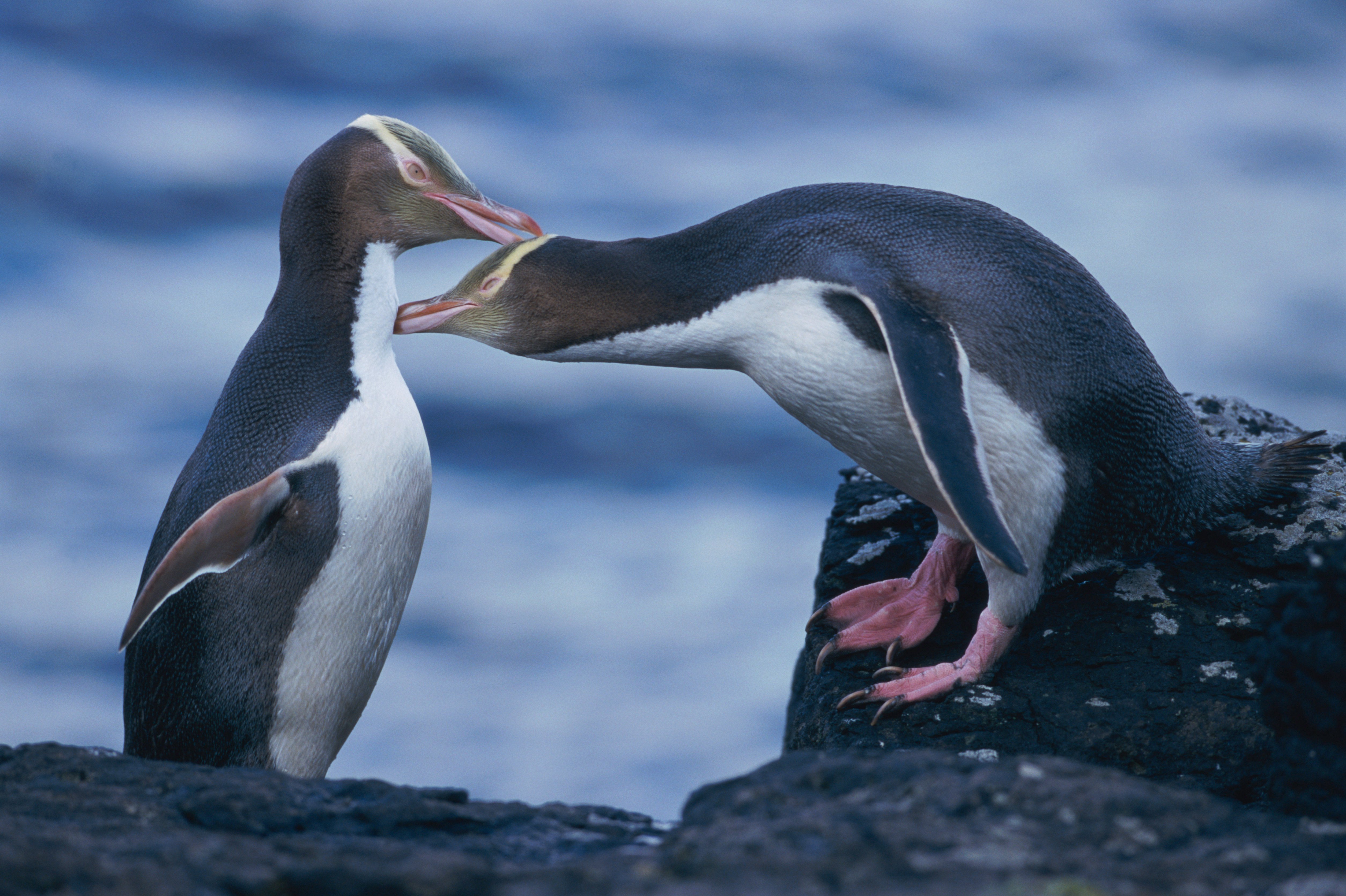 YELLOW-EYED PENGUINS ON ROCKS