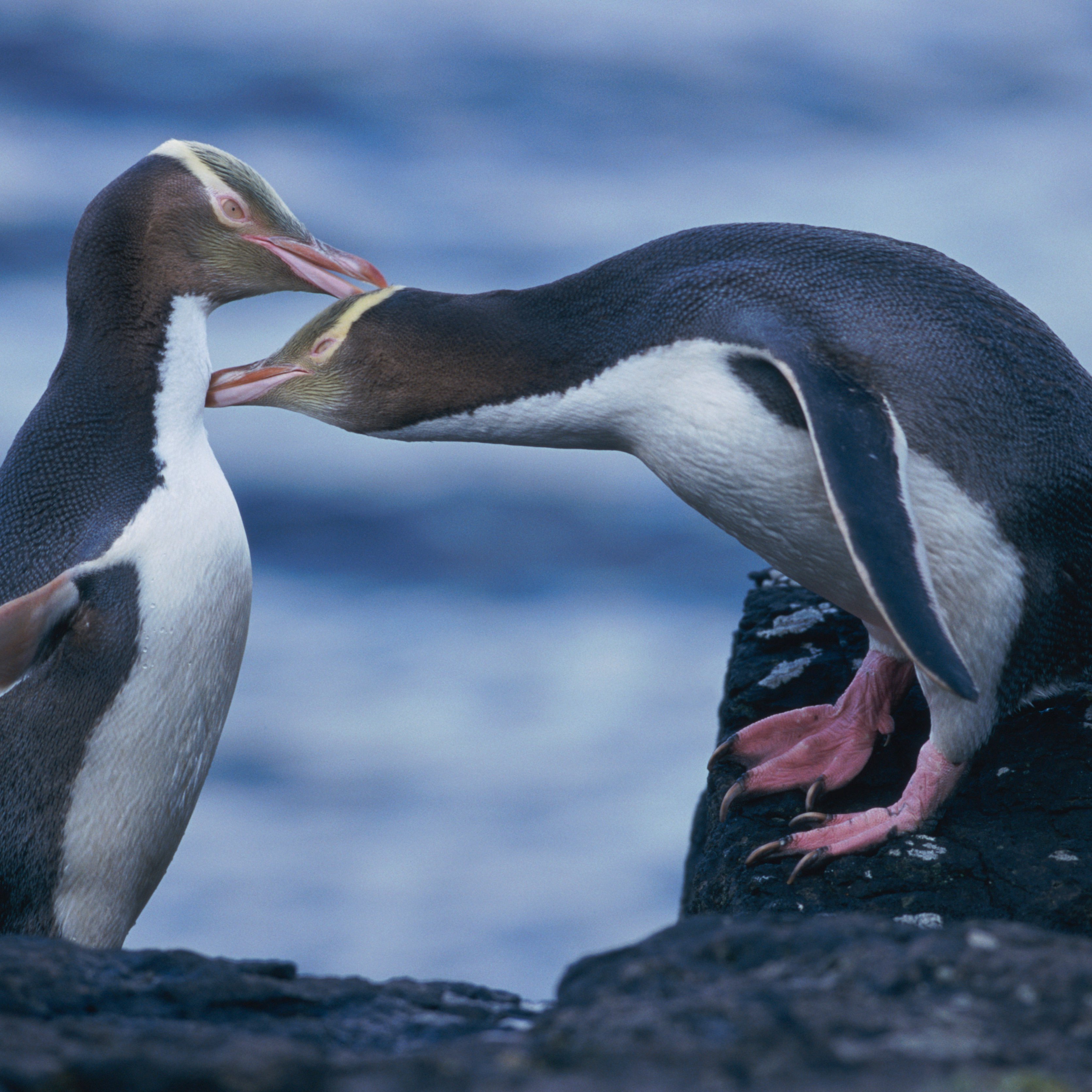 YELLOW-EYED PENGUINS ON ROCKS