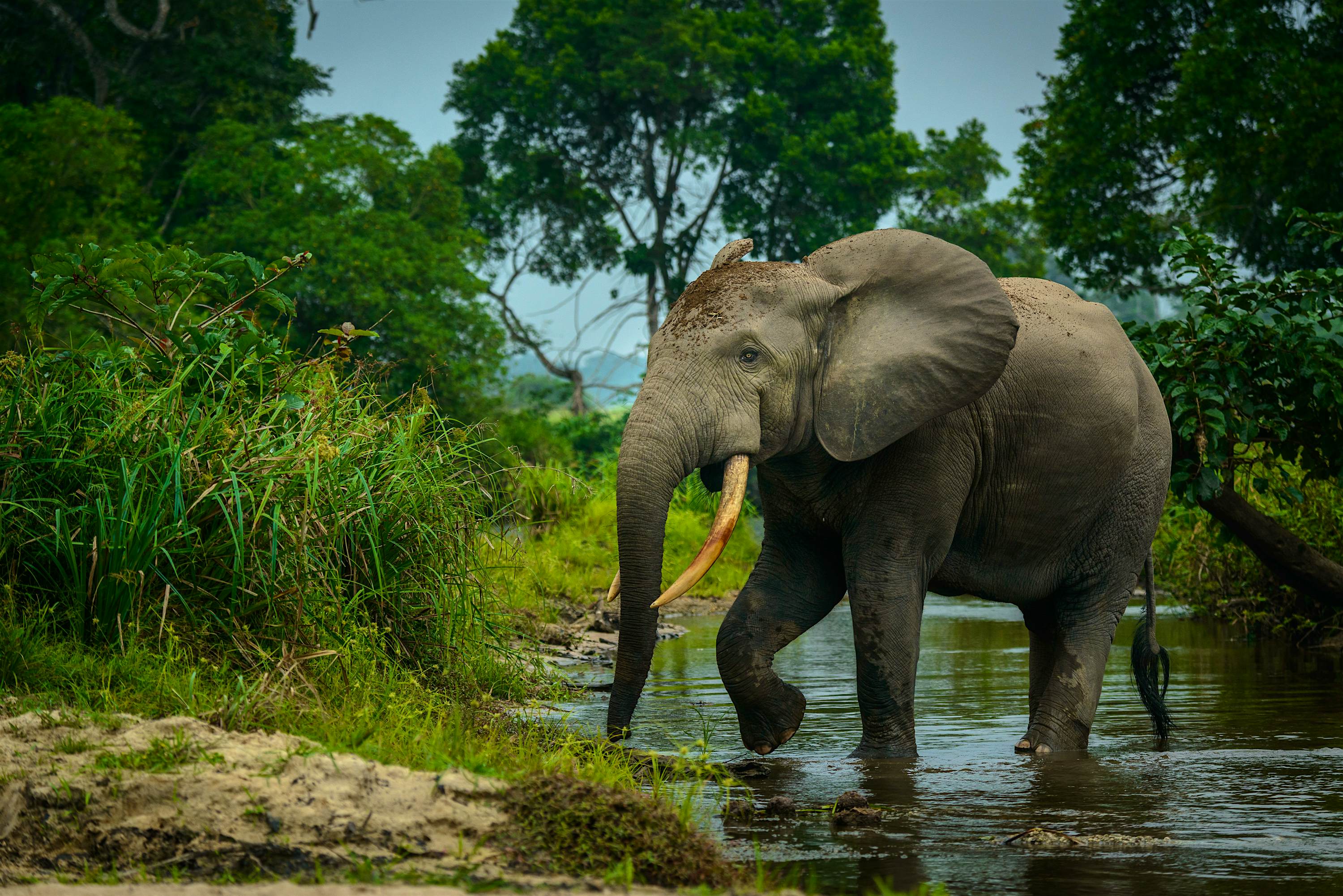 Republic of Congo travel | Africa - Lonely Planet