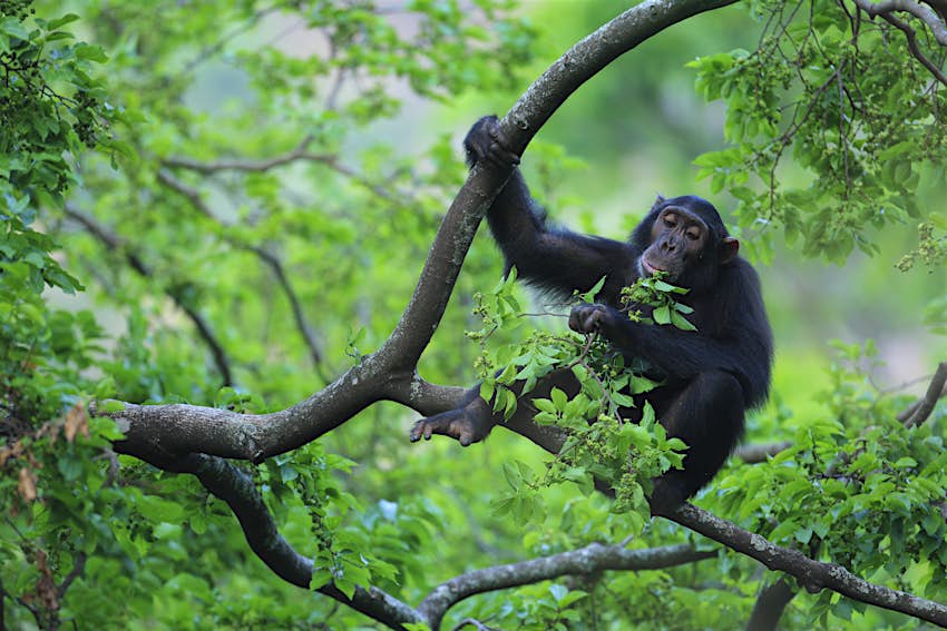 Eastern Chimpanzee at Gombe National Park, Tanzania